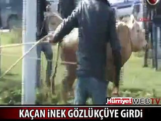 KAÇAN İNEK GÖZLÜKÇÜYE DALDI