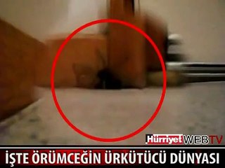 ÖRÜMCEĞİ ÖLDÜRMEDEN ÖNCE BİR KEZ DAHA DÜŞÜNÜN