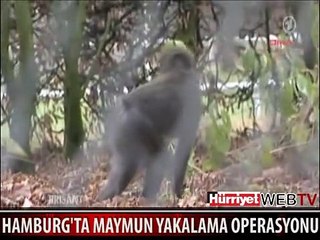 KAÇAN MAYMUNU BÖYLE YAKALADILAR