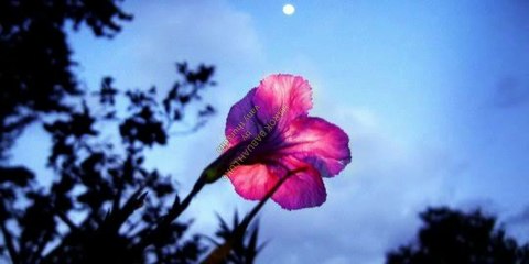 HAROK BABUAH LUKO - VANY THURSDILA(lirik)