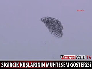 SIĞIRCIK KUŞLARININ MUHTEŞEM GÖSTERİSİ