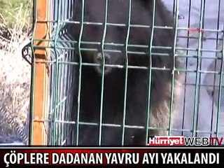 KARABÜK'TE ÇÖPLERE DADANAN AYI YAKALANDI