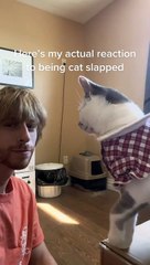Cat Slaps Man in the Face