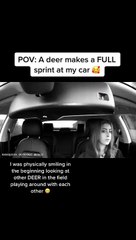 Deer Crashes into Car