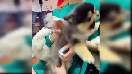 Baby Dogs - Cute and Funny Dog Videos Compilation #7 HD