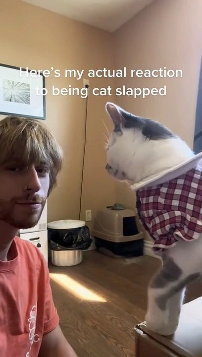Cat Slaps Man in the Face - video Dailymotion