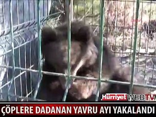 ÇÖPLERE DADANAN YAVRU AYI YAKALANDI