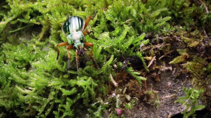 Macro Worlds - God's Darling Beetles