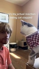Cat Slaps Man in the Face