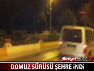 DENİZLİ'DE DOMUZLAR BÖYLE ŞEHRE İNDİ