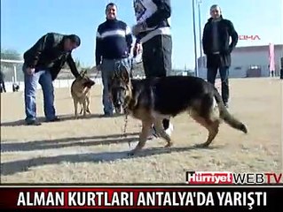 ALMAN KURTLARI ANTALYA'DA YARIŞTI