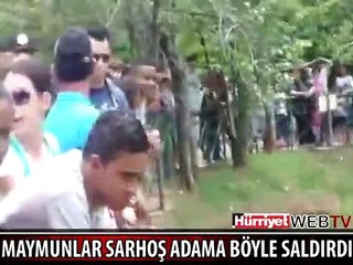 MAYMUNLAR SARHOŞ ADAMIN KOLUNU ISIRDI