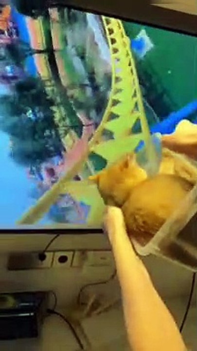 unbeliveable animal cat