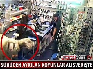 KOYUNLAR İŞYERİNE DALDI HERKES ŞOKE OLDU