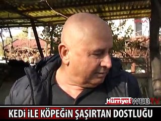 KEDİ İLE KÖPEĞİN MÜTHİŞ DOSTLUĞU