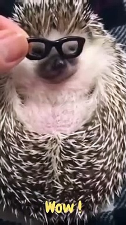 Cute and Funny Dog Cat Animal Videos Puppy Dogs Baby Dogs 2022#