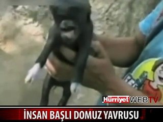 İŞTE İNSAN BAŞLI DOMUZ