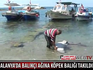 ALANYA SAHİLİNDE KÖPEK BALIĞI DEHŞETİ