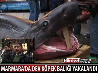 İŞTE MARMARA'DA YAKALANAN DEV KÖPEK BALIĞI