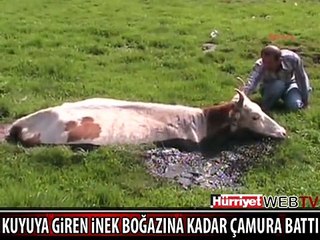 İNEK BOĞAZINA KADAR ÇAMURA SAPLANDI