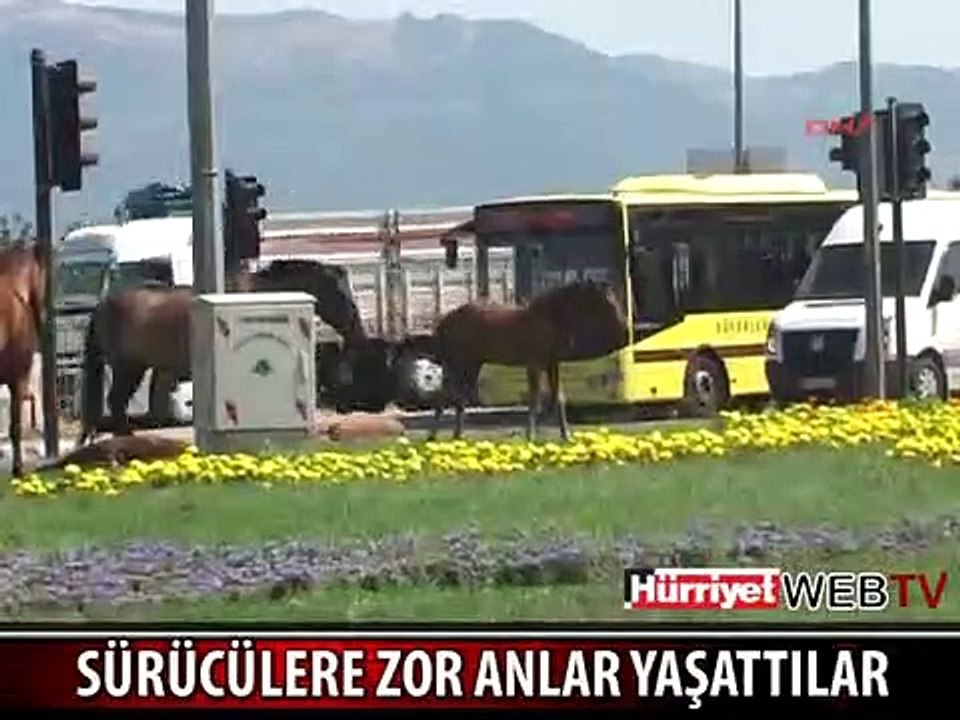 DİKKAT AT ÇIKABİLİR!