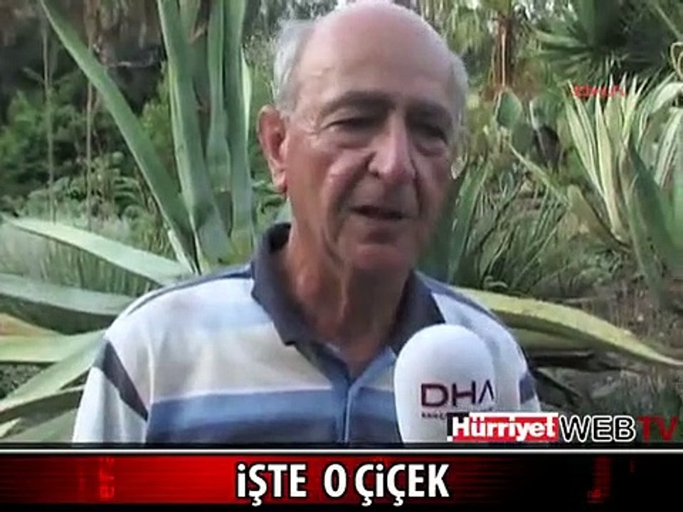 BİR KEZ ÇİÇEK AÇIYOR VE ÖLÜYOR