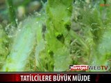 TATİLCİLERE BÜYÜK MÜJDE