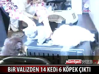 VALİZDEN 14 KEDİ 6 KÖPEK ÇIKTI