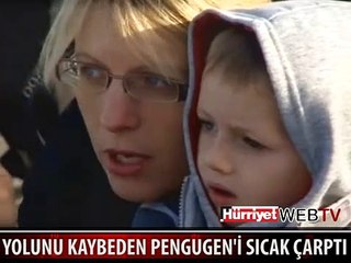 YOLUNU KAYBEDEN PENGUGEN'İ SICAK ÇARPTI