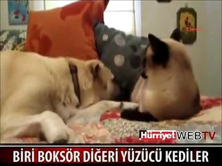 BU KEDİLERDEN BİRİ 'BOKSÖR', BİRİ 'YÜZÜCÜ'