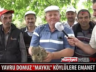 İŞTE O YAVRU DOMUZ