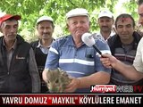İŞTE O YAVRU DOMUZ