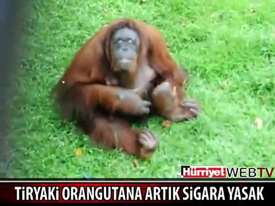 TİRYAKİ ORANGUTANA SİGARA ARTIK YASAK