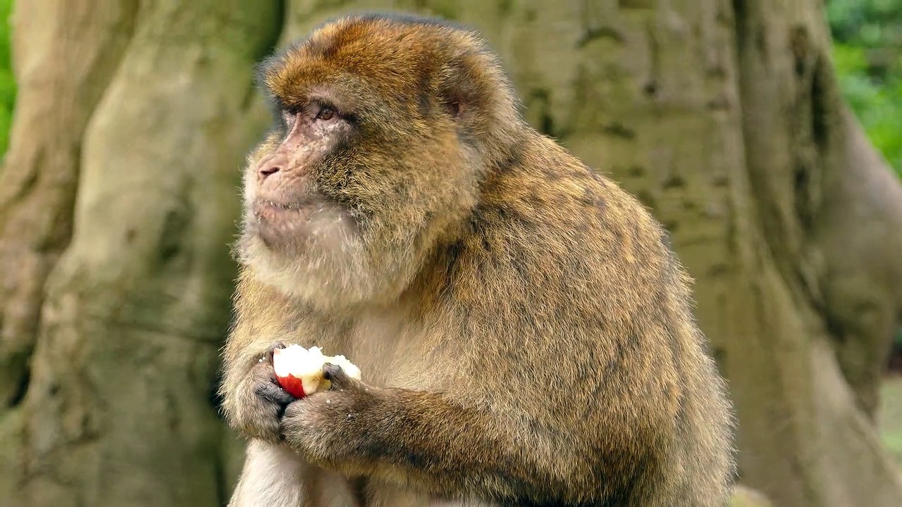 Cute monkey