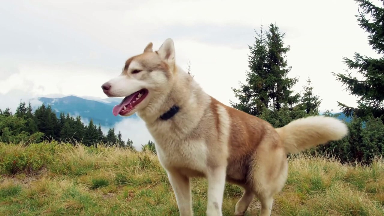 Puppy dogs so cute and beautiful dog