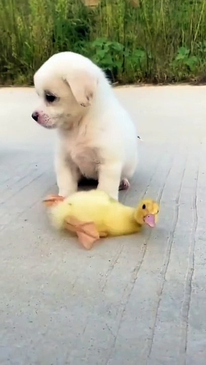 Anjing lucu