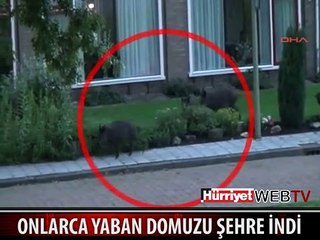 ONLARCA DOMUZ ŞEHİR MERKEZİNDE