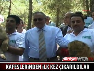 HAYVANAT BAHÇESİNİN SEVİMLİ ASLANLARI