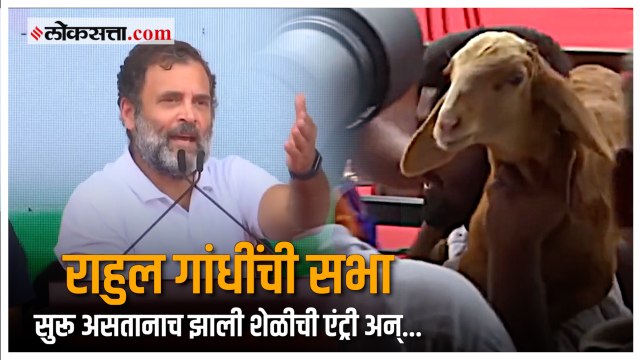 Rahul Gandhi Bharat Jodo Yatra| सभेत पोहोचलेली शेळी बघून राहुल गांधींनी दिलेली प्रतिक्रिया चर्चेत