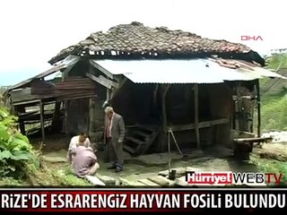 RİZE'DE ESRARENGİZ HAYVAN FOSİLİ