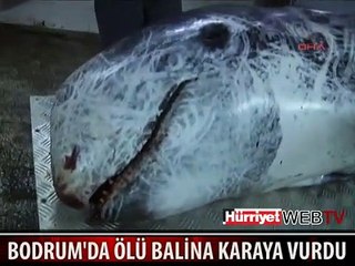 BODRUM'DA ÖLÜ BALİNA KIYIYA VURDU