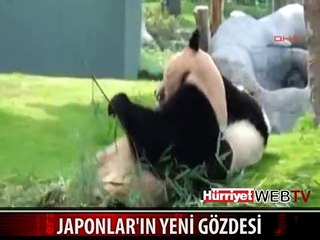 JAPONLARIN GÖZDESİ OLDULAR