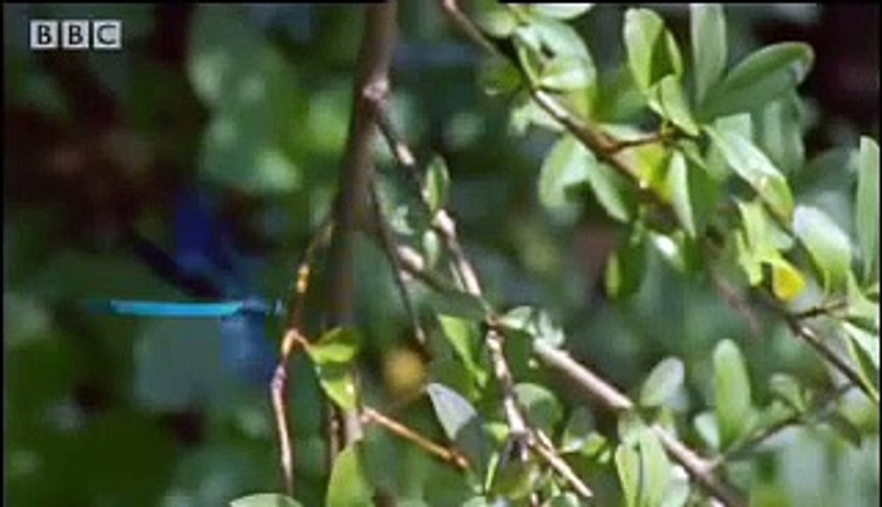 Life in the Undergrowth Saison 0 - Amazing miniature world - Sir David Attenborough's Life in the Undergrowth - BBC wildlife (EN)