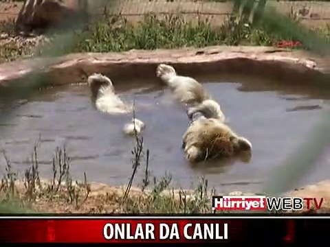 SICAKLARDA HAYVANLARA SULU SERİNLİK