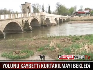 MAHSUR KALAN KÖPEĞİ BÖYLE KURTARDILAR