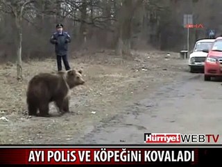 AYI, POLİS VE KÖPEĞİNİ BÖYLE KOVALADI