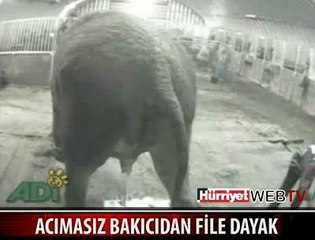 BAKICISI FİLİ BÖYLE DÖVDÜ