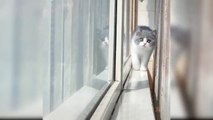 Cute animals | cute cats | funny cats videos |EP4