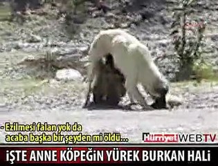 BU OLAYI BİR VATANDAŞ GÖRÜNTÜLEDİ