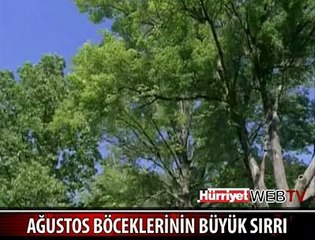 AĞUSTOS BÖCEKLERİNİN BÜYÜK SIRRI